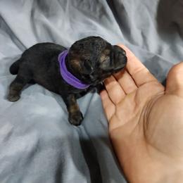 Purple Female - Black and tan female Schnoodle puppy in Lehi, Utah from KK Schnauzers