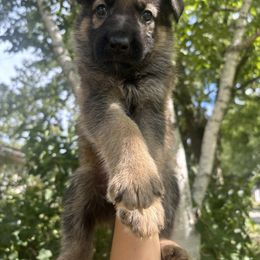 German Shepherd Puppies from Fancy GSDs
