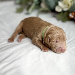 Goldendoodle Puppies from Golden Creek Doodles