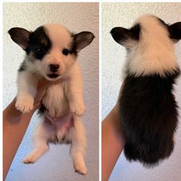 Boy 1 - Black and tan male Pembroke Welsh Corgi puppy in Helmville, Montana from Calie’s Corgis