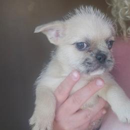 Ollie - Brown male Mal-Shi puppy in Pleasant Hill, Iowa from Courtney Nicole's Mal Shihs & Goldendoodles