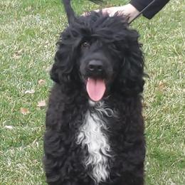 Harley - Portuguese Water Dog