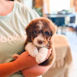 Pumpkin - Brown and white female Aussiedoodle puppy in Beaver, Utah from Rocky Ridge Ranch