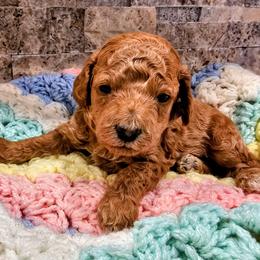 Mater - Red  male Goldendoodle puppy in Forest, Ohio from Mini Doodle Buddies