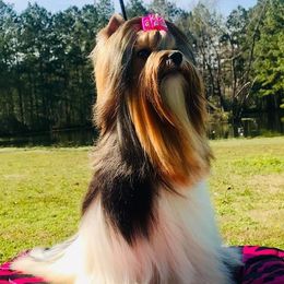 Arizona - Biewer Terrier
