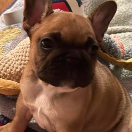Tina Turner - Fawn female French Bulldog puppy in Litchfield, Ohio from Rock N’ Roll Frenchies