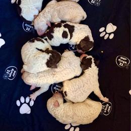 Boy 5 - Brown male Lagotto Romagnolo puppy in Ashland, Ohio from SS Australian Shepherds
