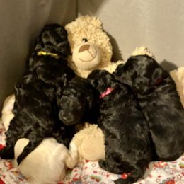 Australian Labradoodle Puppies from Tiny Treasures Australian Labradoodles