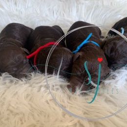 Goldendoodles and Poodles from SJ Mac Doodles