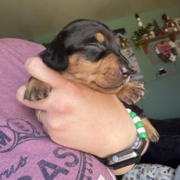 Paulie - Black and tan male Dachshund puppy in Jacksonville, North Carolina from Lizzie’s Doxies