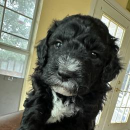 Assorted Doodle Crosses Puppies from Hippdoodranch