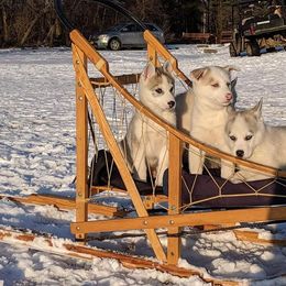 Siberian Husky Puppies from Marsh Creek Huskies