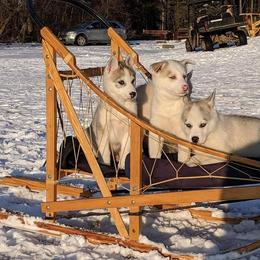 Siberian Husky Puppies from Marsh Creek Huskies
