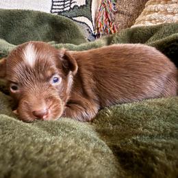 Fudge - Red tri female Miniature Australian Shepherd puppy in Dayton, Washington from Columbia Coast Toy & Mini Aussies