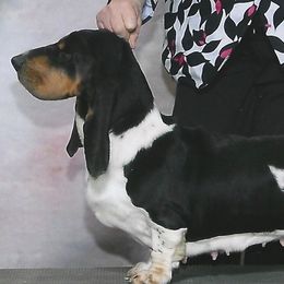 Cookie - Basset Hound