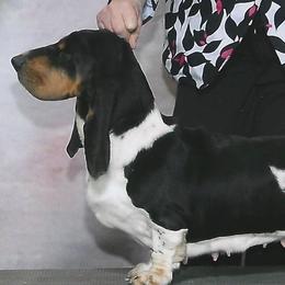 Cookie - Basset Hound