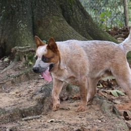Australian Cattle Dog and Labrador Retriever Puppies from Trinity C Australian Cattle Dogs and Silver Labradors