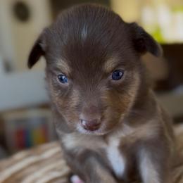 Honey - Red tri female Miniature Australian Shepherd puppy in Cave Creek, Arizona from Arizona Aussies