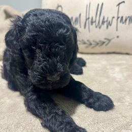 Halo - Black male Goldendoodle puppy in Lake City, Florida from Dream Hollow Farm