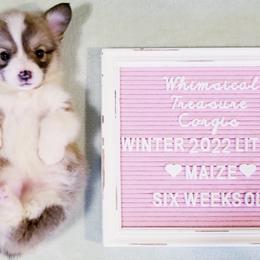 American Corgi and Pembroke Welsh Corgi Puppies from Whimsical Treasure Corgis