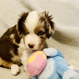 Copper - Red merle male Miniature Australian Shepherd puppy in Hagerstown, Maryland from Renegade Kennels