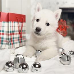 Siberian Husky Puppies from Snowy Siberians