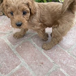 Cavapoo Puppies from SoCal Cavapoos