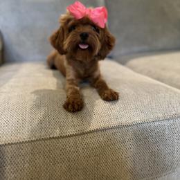 Cavapoo, Goldendoodle, and Poodle All Grown Up from Pearls & Curls doodles & poodles