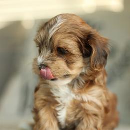 Biscuit - Gold sable male Havapoo puppy in Eagle Mountain, Utah from Lady Paws Puppies