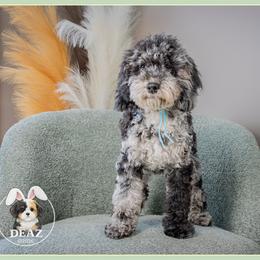 Hawkeye - Black white and tan male Cockapoo puppy in Connersville, Indiana from Deaz Doodle Ranch