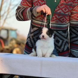 Rita - Black tri-color female Australian Shepherd puppy in Sedalia, Missouri from Affinity Aussies
