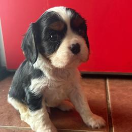 Wesley - Tri-color male Cavalier King Charles Spaniel puppy in Broken Arrow, Oklahoma from Cavalier King Charles Heartland