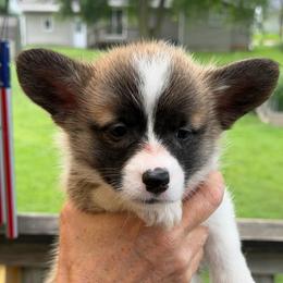 Stripes - Sable female Pembroke Welsh Corgi puppy in Nevada, Iowa from Rogers AKC Corgis of Iowa.
