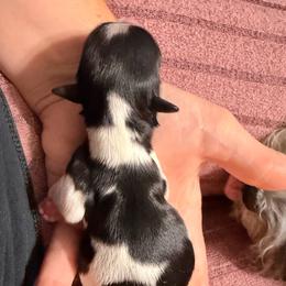 JJ - White male Havanese puppy in Orange, California from Havanese Bragger’s