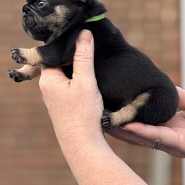 Bulldog and French Bulldog Puppies from MamaNette’s Beautibulls