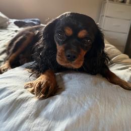 Olive - Cavalier King Charles Spaniel