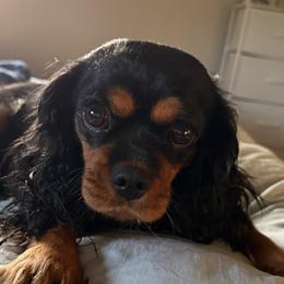 Olive - Cavalier King Charles Spaniel