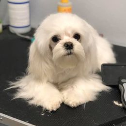 Enzo - Maltese