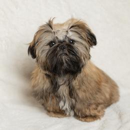Shih Tzu Puppies from Good Lil Shih Tzu