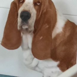 Ginger - Basset Hound