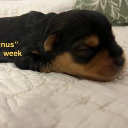 Boy 5 - Black and tan male Yorkshire Terrier puppy in Forest, Virginia from Majestic Touch Kennels and Pet Services