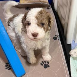Bo Peep - Parti female Goldendoodle puppy in Montgomery, Texas from Texas Bello Doodles