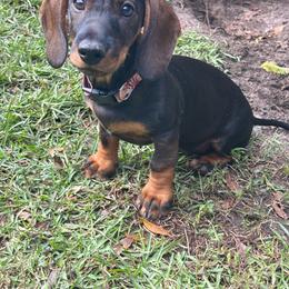 Folly - Dachshund
