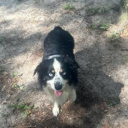 Kiani - Miniature Australian Shepherd