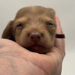 Java AKC limited - Cream female Dachshund puppy in Bartlesville, Oklahoma from Kippers Keepsake Dachshunds
