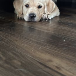 Labrador Retriever Puppies from County Line Gun Dogs
