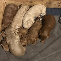 Cavapoo Puppies from Sister Sister Cavapoos