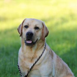 Labrador Retriever puppies from Twisted Ranch Retrievers