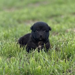 Blender - Black tri-color male Australian Shepherd puppy in Argyle, Iowa from Country Time Kennels