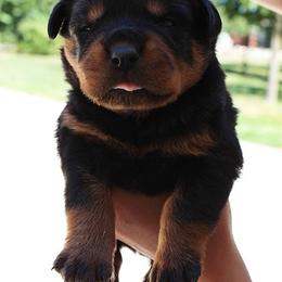 Rottweiler Puppies from Von Fields Rottweiler Kennels
